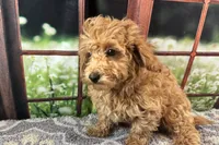 Oliver, a male Maltipoo for sale in Bella Vista, AR – 9 of 10