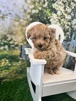 Bucky, a male Maltipoo for sale in Kansas City, MO – 9 of 9