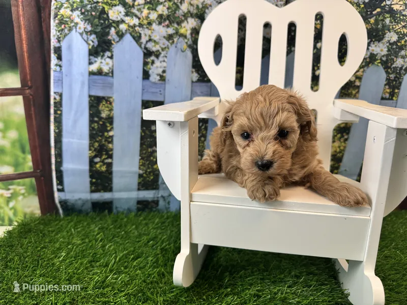 Georgia – Maltipoo puppy for sale in Bella Vista, AR