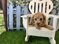 Georgia, a female Maltipoo for sale in Bella Vista, AR – 1 of 5