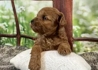Bella, a female Maltipoo for sale in Bella Vista, AR – 5 of 7