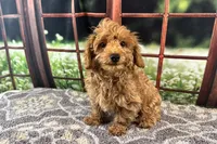 Oliver, a male Maltipoo for sale in Bella Vista, AR – 6 of 10