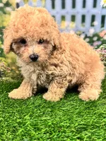 Noah, a male Maltipoo for sale in Kansas City, MO – 6 of 8