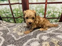 Birdie, a female Maltipoo for sale in Bella Vista, AR – 7 of 7