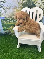 Eve, a female Maltipoo for sale in Kansas City, MO – 8 of 10