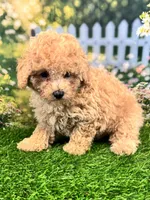 Noah, a male Maltipoo for sale in Kansas City, MO – 7 of 8