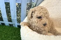 Noah, a male Maltipoo for sale in Bella Vista, AR – 4 of 5