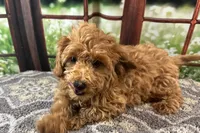 Oliver, a male Maltipoo for sale in Bella Vista, AR – 8 of 10