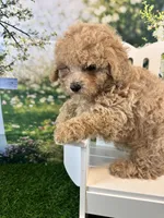 Noah, a male Maltipoo for sale in Kansas City, MO – 4 of 8