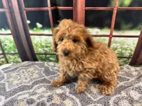 Oliver, a male Maltipoo for sale in Bella Vista, AR – 10 of 10