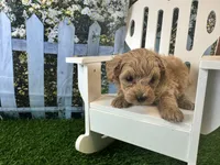 Georgia, a female Maltipoo for sale in Bella Vista, AR – 2 of 5