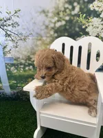 Eve, a female Maltipoo for sale in Kansas City, MO – 2 of 10