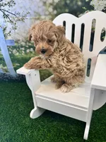 Bucky, a male Maltipoo for sale in Kansas City, MO – 5 of 9