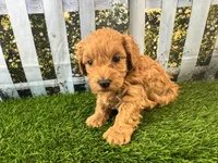 Oliver, a male Maltipoo for sale in Bella Vista, AR – 8 of 8
