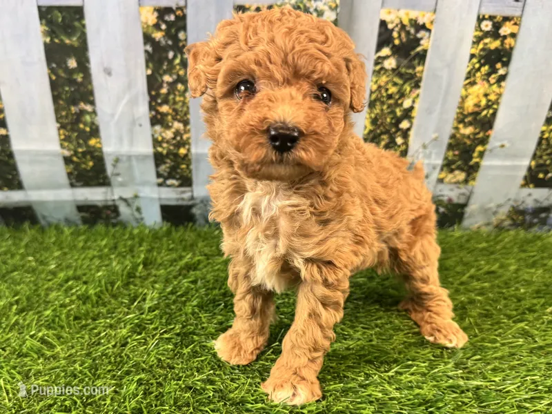 Reba – Maltipoo puppy for sale in Kansas City, MO