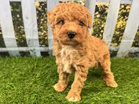 Reba, a female Maltipoo for sale in Bella Vista, AR – 2 of 7
