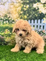 Noah, a male Maltipoo for sale in Kansas City, MO – 5 of 8