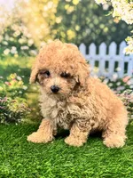 Noah, a male Maltipoo for sale in Kansas City, MO – 3 of 8
