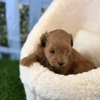 Star, a male Maltipoo for sale in Kansas City, MO – Photo 6 of 10