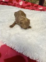 Star, a male Maltipoo for sale in Bella Vista, AR – Photo 3 of 4