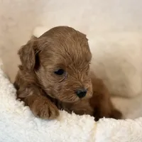 Star, a male Maltipoo for sale in Kansas City, MO – Photo 1 of 10