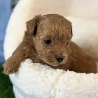 Star, a male Maltipoo for sale in Kansas City, MO – Photo 5 of 10