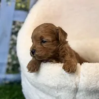 Star, a male Maltipoo for sale in Kansas City, MO – Photo 8 of 10