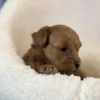 Star, a male Maltipoo for sale in Kansas City, MO – Photo 2 of 10