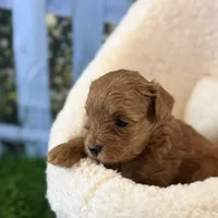 Star, a male Maltipoo for sale in Kansas City, MO – Photo 4 of 10
