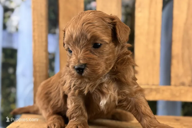 Star – Maltipoo puppy for sale in Kansas City, MO