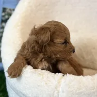 Star, a male Maltipoo for sale in Kansas City, MO – Photo 9 of 10