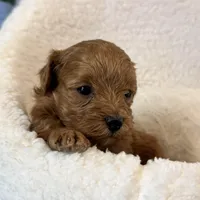 Star, a male Maltipoo for sale in Kansas City, MO – Photo 10 of 10