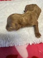 Star, a male Maltipoo for sale in Bella Vista, AR – Photo 1 of 4