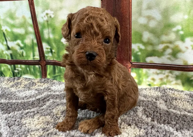 Toby – Maltipoo puppy for sale in Bella Vista, AR