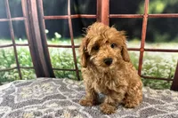 Oliver, a male Maltipoo for sale in Bella Vista, AR – 2 of 10