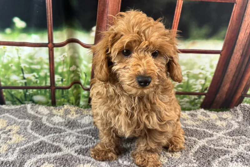 Oliver – Maltipoo puppy for sale in Kansas City, MO