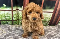 Oliver, a male Maltipoo for sale in Bella Vista, AR – 1 of 10