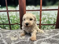 Dolly, a female Maltipoo for sale in Bella Vista, AR – 8 of 8