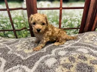 Birdie, a female Maltipoo for sale in Bella Vista, AR – 2 of 7
