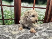 Dolly, a female Maltipoo for sale in Bella Vista, AR – 3 of 8