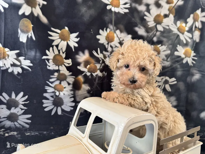 Dolly – Maltipoo puppy for sale in Bella Vista, AR