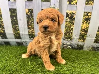 Reba, a female Maltipoo for sale in Bella Vista, AR – 6 of 7