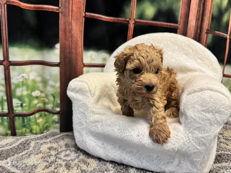 Birdie – Maltipoo puppy for sale in Bella Vista, AR