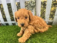 Oliver, a male Maltipoo for sale in Bella Vista, AR – 6 of 8