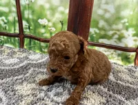 Toby, a male Maltipoo for sale in Bella Vista, AR – 6 of 6