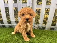 Reba, a female Maltipoo for sale in Bella Vista, AR – 7 of 7