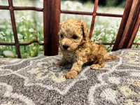 Birdie, a female Maltipoo for sale in Bella Vista, AR – 3 of 7