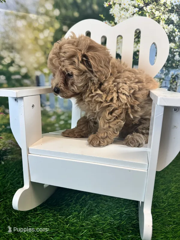 Georgia – Maltipoo puppy for sale in Kansas City, MO