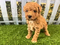 Reba, a female Maltipoo for sale in Bella Vista, AR – 5 of 7