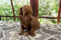 Toby, a male Maltipoo for sale in Bella Vista, AR – 4 of 6